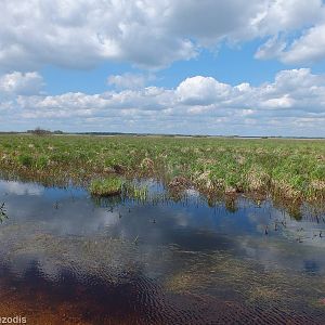 Flooded Fields- Biebrza Marshes