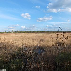 Extensive Areas of Reeds- Biebrza Marshes