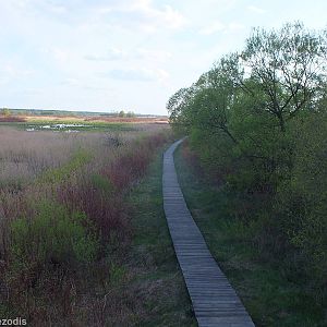 Boardwalk through Reeds - Biebrza Marshes