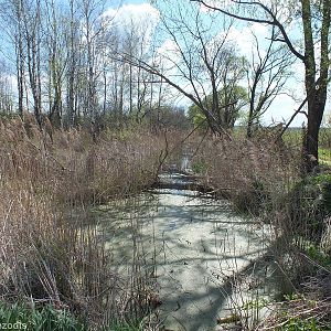 Marsh - Biebrza Marshes