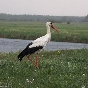 White Stork- Biebrza Marshes