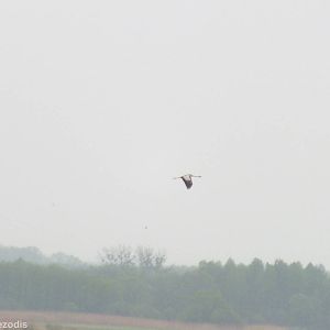 Common Crane Flying Overhead- Biebrza Marshes