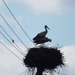 White Stork Nest with Another Behind- Biebrza Marshes