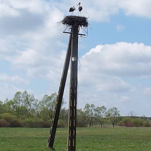 White stork Nest with Pole- Biebrza Marshes