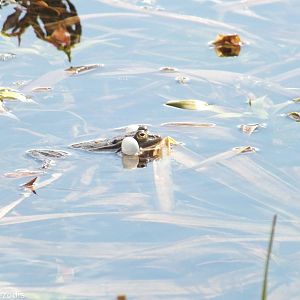 Pool Frog? Male Calling- Biebrza Marshes