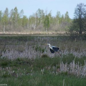 Grey Heron Landing- Biebrza Marshes