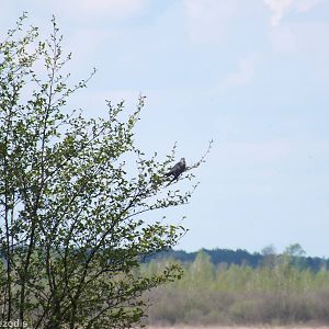 Common Cuckoo- Biebrza Marshes