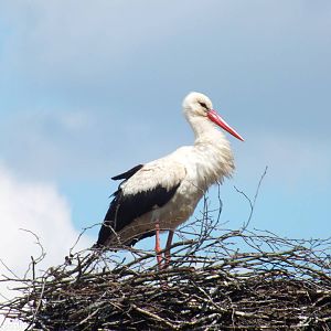 White Stork- Biebrza Marshes