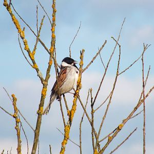 Reed Bunting - Biebrza Marshes