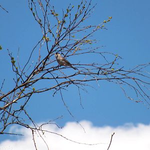 Blackcap - Biebrza Marshes