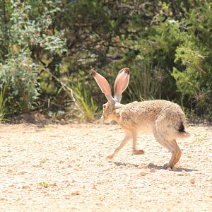 Black-Tailed Jackrabbit