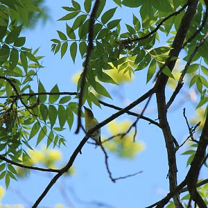 Yellow-Throated Vireo