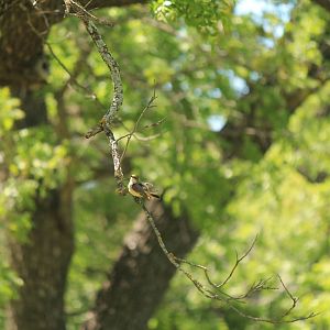 Vermillion Flycatcher