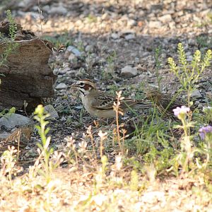 Lark Sparrow