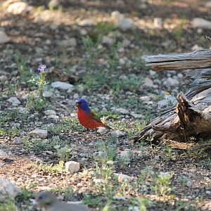 Painted Bunting