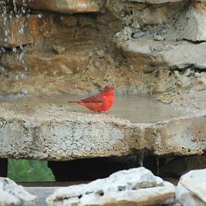Summer Tanager