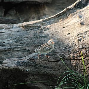 Field Sparrow