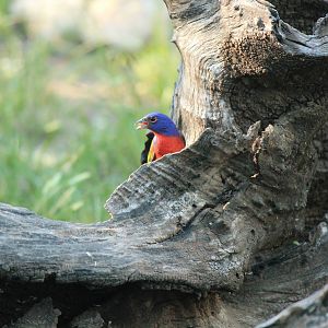 Painted Bunting