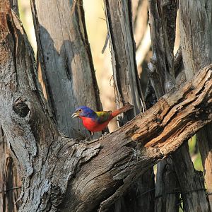 Painted Bunting