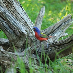 Painted Bunting