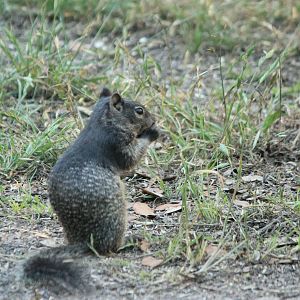 Rock Squirrel