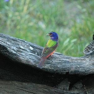 Painted Bunting