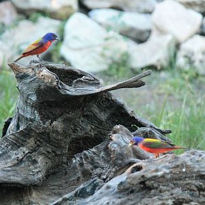 Painted Bunting