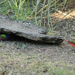 Painted Bunting