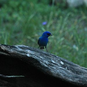 Indigo Bunting