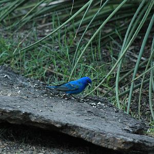 Indigo Bunting