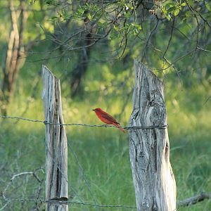 Summer Tanager