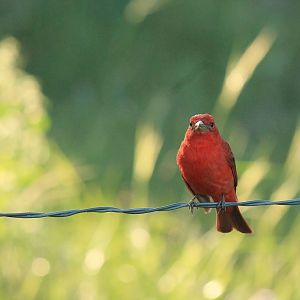 Summer Tanager