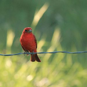 Summer Tanager