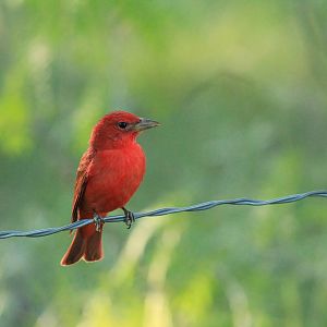 Summer Tanager