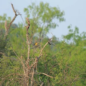 Yellow-Breasted Chat