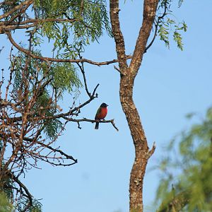 Painted Bunting