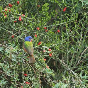 Painted Bunting