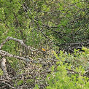 Yellow-Breasted Chat