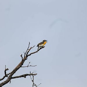 Yellow-Breasted Chat
