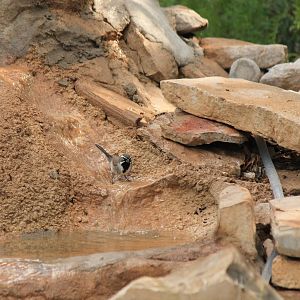 Black-Throated Sparrow