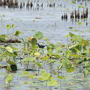 Purple Gallinule