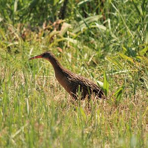 King Rail