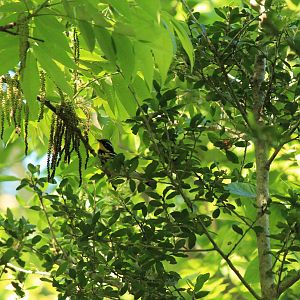 Magnolia Warbler