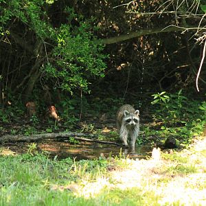 Northern Raccoon