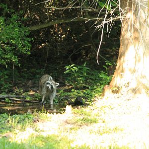 Northern Raccoon