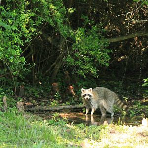 Northern Raccoon