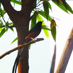 May. 2015 - Wings of the World - Unidentified Species