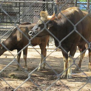 Gaur Centenario Zoo