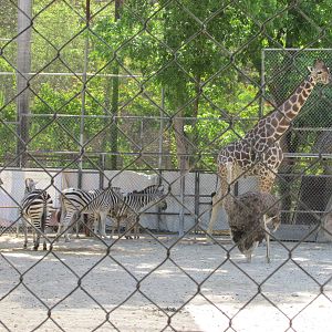 African Savanna area Centenario Zoo