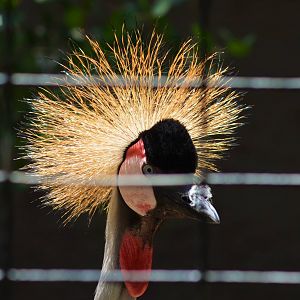 Crowned Crane